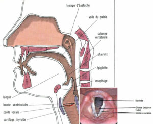 Coupe de l’ensemble des organes de phonation - Document © Trialsight Medical Media