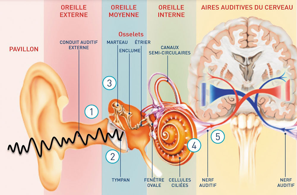 Schéma du système auditif - Document DR