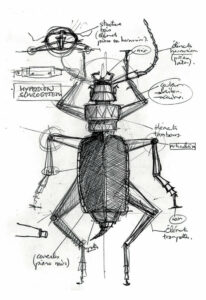 Dessin d’un Hyperion Schroetteri - Document © Mathieu Desailly