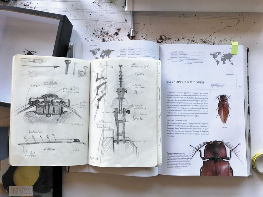 Croquis d’une patte Oxynopterus audouini issu du carnet de croquis de Mathieu Desailly - Photo © Mathieu Desailly