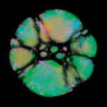 Microbiome Selfie, François-Joseph Lapointe, 2014