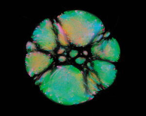 Microbiome Selfie, François-Joseph Lapointe, 2014